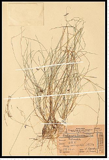 Deschampsia flexuosa (L.) Trin.