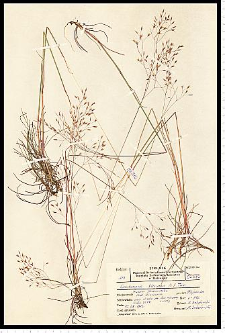 Deschampsia flexuosa (L.) Trin.