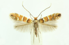 Phyllonorycter klemannella (Fabricius, 1781)