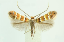 Phyllonorycter klemannella (Fabricius, 1781)
