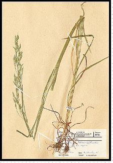 Bromus secalinus L.