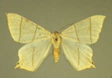 Ourapteryx sambucaria (Linnaeus, 1758)