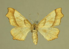 Ennomos quercinaria (Hufnagel, 1767)