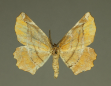 Apeira syringaria (Linnaeus, 1758)