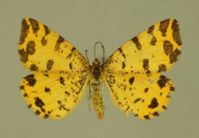 Pseudopanthera macularia (Linnaeus, 1758)