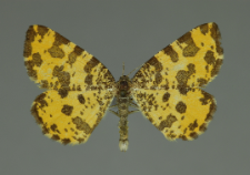 Pseudopanthera macularia (Linnaeus, 1758)