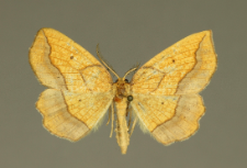 Epione vespertaria (Linnaeus, 1767)