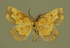 Epione repandaria (Hufnagel, 1767)