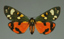 Callimorpha dominula (Linnaeus, 1758)