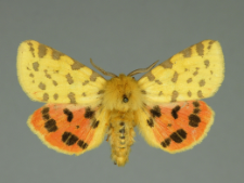 Diacrisia purpurata (Linnaeus, 1758)