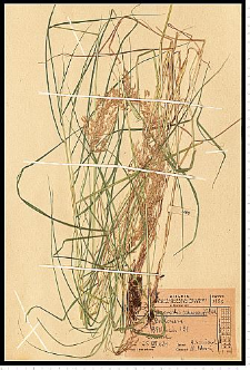 Calamagrostis canescens (Weber) Roth