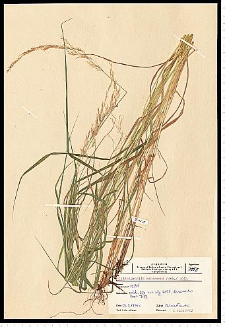 Calamagrostis canescens (Weber) Roth