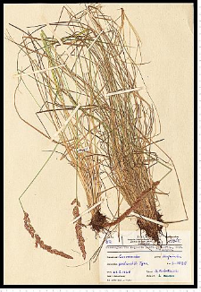 Calamagrostis stricta (Timm) Koeler