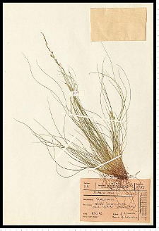 Festuca ovina L.