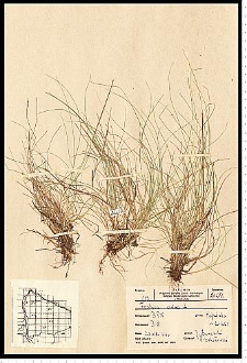 Festuca ovina L.