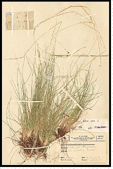 Festuca ovina L.