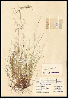 Festuca ovina L.