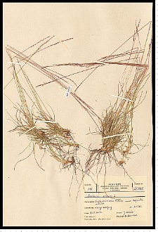 Festuca ovina L.