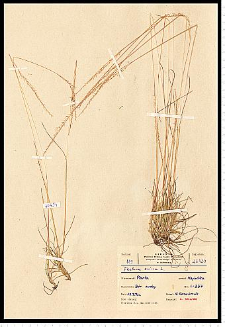 Festuca ovina L.