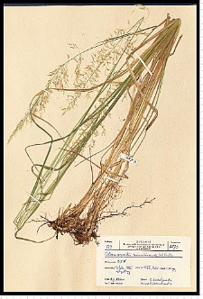 Calamagrostis arundinacea (L.) Roth