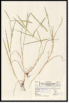 Alopecurus aequalis Sobol.