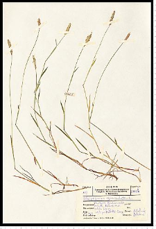 Alopecurus geniculatus L.