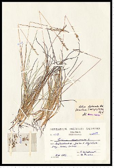 Festuca trachyphylla (Hack.) Krajina
