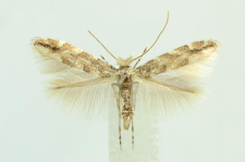 Phyllonorycter comparella (Duponchel, 1843)