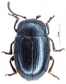 Sclerophaedon carniolicus (E.F. Germar, 1824)