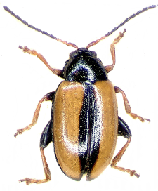 Phyllotreta armoraciae Koch, 1803