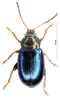 Crepidodera aurata (Th. Marsham, 1802)