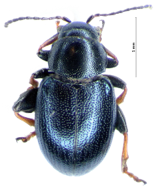 Chaetocnema mannerheimii (L. Gyllenhal, 1827)