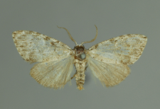 Meganola strigula (Denis & Schiffermüller, 1775)