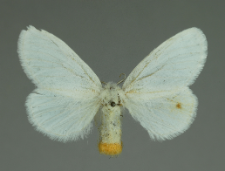 Euproctis similis (Fuessly, 1775)