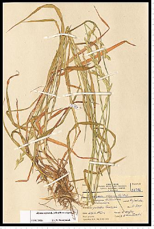 Elymus repens (L.) Gould