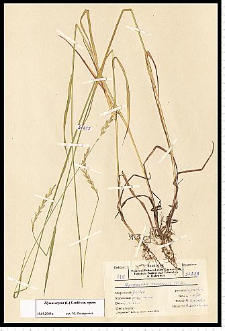 Elymus repens (L.) Gould