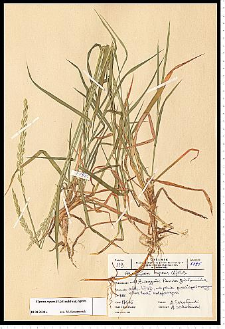 Elymus repens (L.) Gould