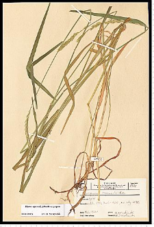 Elymus repens (L.) Gould