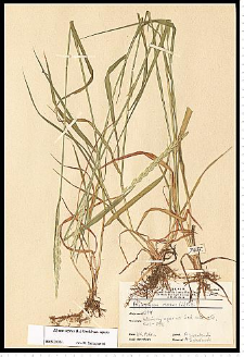 Elymus repens (L.) Gould