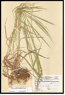 Elymus repens (L.) Gould