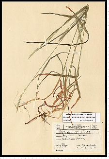 Elymus repens (L.) Gould