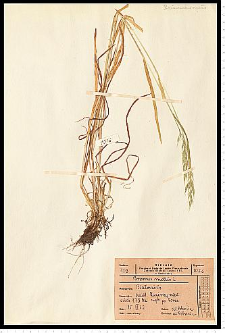 Bromus hordeaceus L.