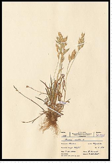 Bromus hordeaceus L.