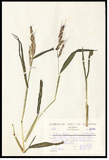 Echinochloa crus-galli (L.) P. Beauv.