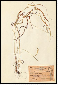 Brachypodium silvaticum (Huds.) Roem. & Schult.