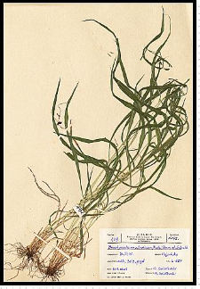 Brachypodium pinnatum (L.) P. Beauv.