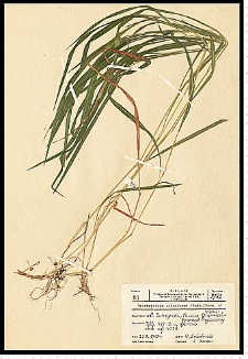 Brachypodium silvaticum (Huds.) Roem. & Schult.