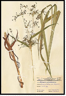 Scirpus sylvaticus L.