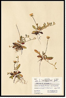Hieracium pilosella L.