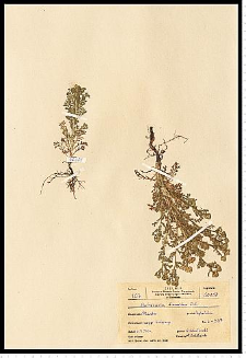 Chamomilla suaveolens (Pursh) Rydb.